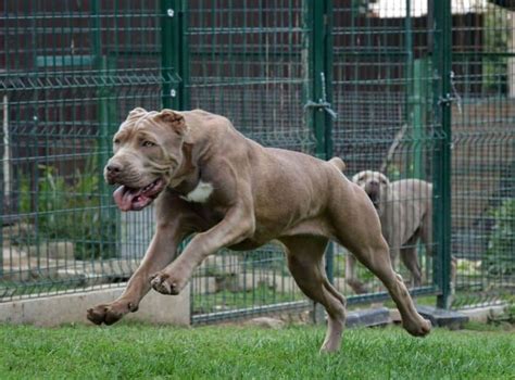 bandog prodej|Americký bandog prodej